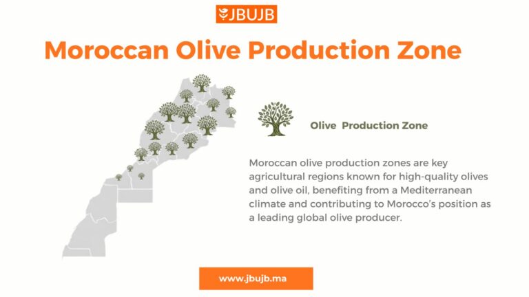 Episode 1: The regions and terroirs of Moroccan olive oil