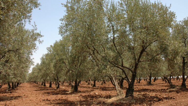 Episode 2 — Olive Tree Varieties in Morocco: A Question of Character